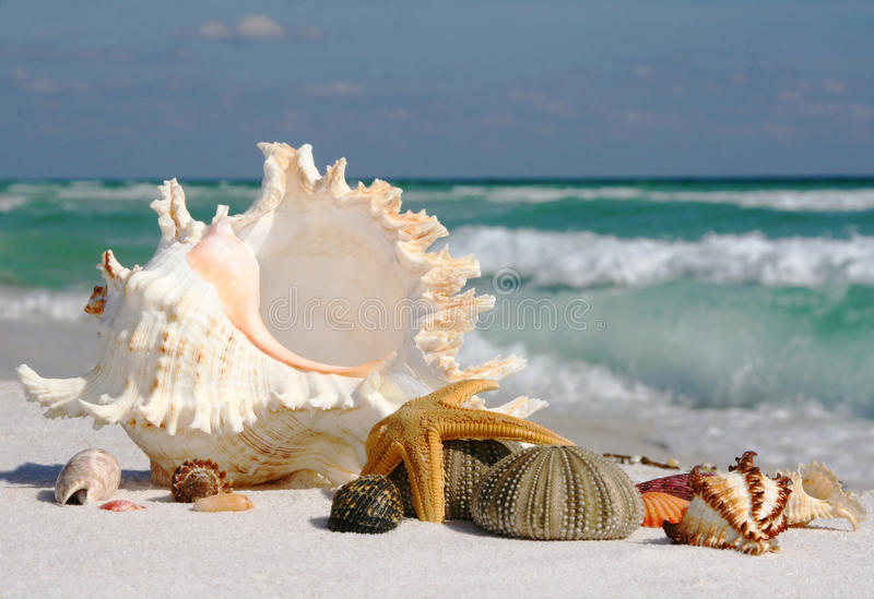 Seashells pattern