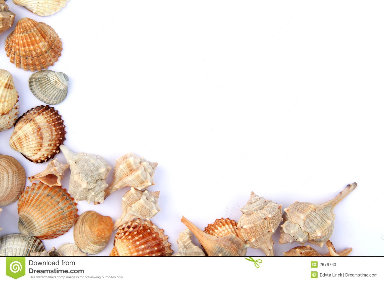 Collection of seashells